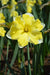 Daffodil Narcissus Bulb- Cassata, Long lasting, easy care, deer resistant perennials~-Fall Planting - Caribbeangardenseed