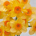 Daffodil Narcissus Bulb- Kedron ,Long lasting, easy care, deer resistant perennials~-Fall Planting - Caribbeangardenseed