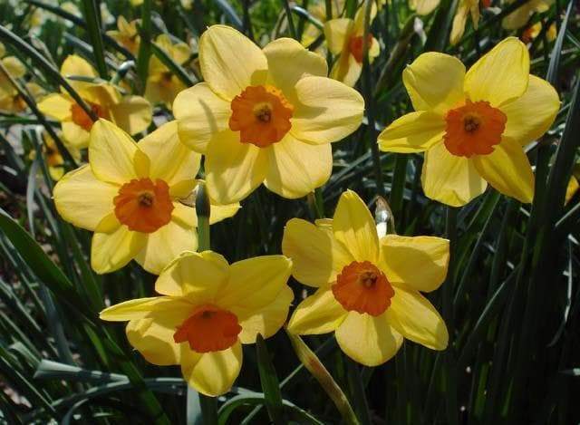 Daffodil Narcissus Bulb- Kedron ,Long lasting, easy care, deer resistant perennials~-Fall Planting - Caribbeangardenseed