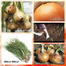 Golden Yellow Onion Plant Mix, All yellow team, you will just love. - Caribbeangardenseed