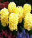 Hyacinth Bulbs,City of Haarlem. Very soft yellow,to ivory.fill your garden and containers with cheerful color. - Caribbeangardenseed