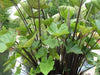 Large Elephant Ear "Black Stem" -Colocasia esculenta,TROPICAL PLANT - Caribbeangardenseed