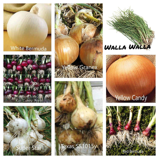 Onion Plants MIXED, Yellow, white, and red/purple - Caribbeangardenseed