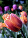 Princess Irene Triumph Tulip (Bulbs),12/+cm - Caribbeangardenseed