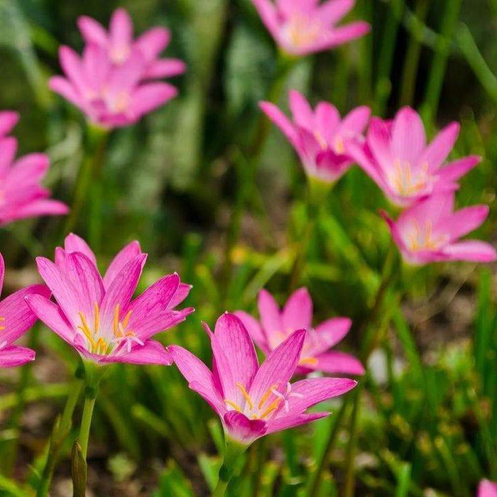 Rain Lily Bulbs .( Pink ) GREAT for Cut Flowers, Containers, (Zephyranthes ) - Caribbeangardenseed