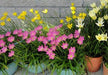 Rain Lily Mixed (Bulbs) Zephyranthes- Pink ,yellow and white Bloom. - Caribbeangardenseed
