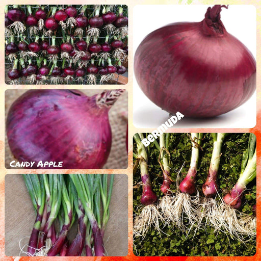 Red Beauties Onion Plant Mix, These two make sweet team - Caribbeangardenseed