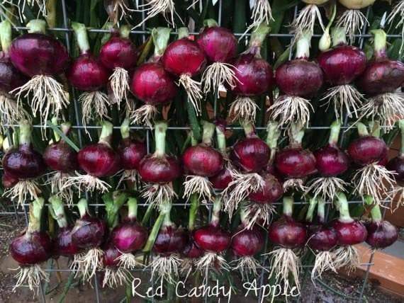 Red Candy Apple Hybrid Onion Plants- Zones: 3-9, Asian Vegetable - Caribbeangardenseed