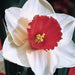 10 Narcissus Decoy , Daffodil bulbs, FALL PLANTING, - Caribbeangardenseed