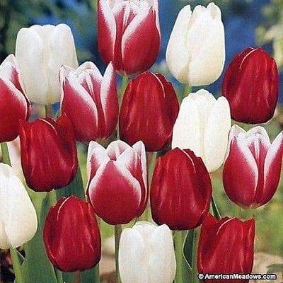 Tulip Bulbs 'Candy Cane Mixed 'Bloom Spring,12/+cm, - Caribbeangardenseed