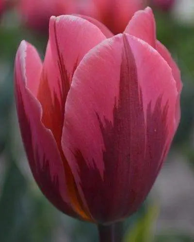 Tulip ,