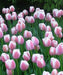 TULIP Ollioules Bulbs ,long stems.beds,landscaping ,Cut Flowers - Caribbeangardenseed