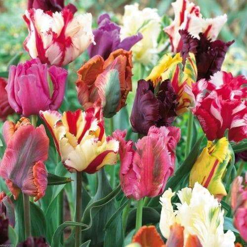 Tulip Bulbs, Parrot Mix, Beautiful colors - Caribbeangardenseed