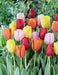 Tulip Bulbs Mix, Spring Blooming, Excellent for forcing - Caribbeangardenseed