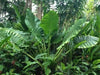 1 Elephant Ear Upright (GIANT TOTO) SIZE 13-15,Exotic & Tropical, foliage - Caribbeangardenseed