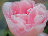 Tulip angelique, Excellent Cut Flowers. Fall Bulbs. - Caribbeangardenseed