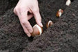 Tulip double MIXTURE ( Bulbs) Blooming Spring ,12/+cm, - Caribbeangardenseed