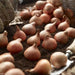 TULIP GREENLAND" Fall Planting Bulbs Shipping now! - Caribbeangardenseed
