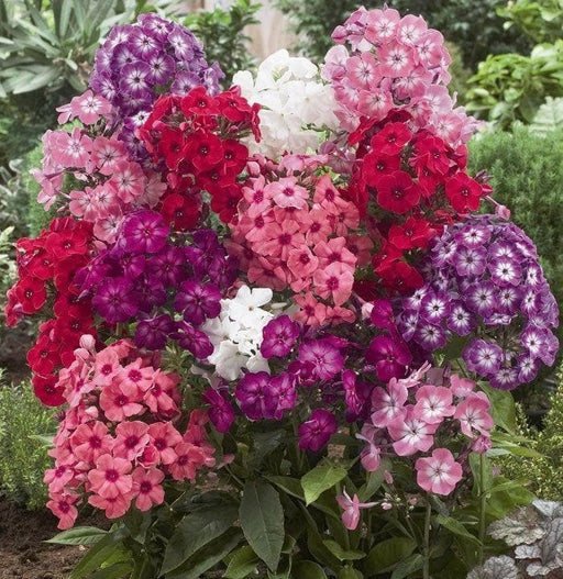 3 Giant Hardy Phlox Mix,Summer Phlox - (Plant/ Root) Now Shipping - Caribbeangardenseed