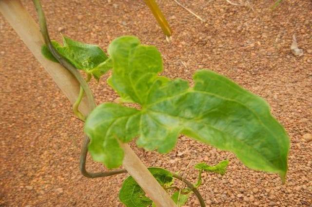 African Yam Starter Plant, CARIBBEAN PRODUCT - Caribbeangardenseed