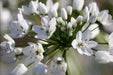 Allium Cowanii Bulbs,AKA White garlic,Perennial in Zones 4-8. - Caribbeangardenseed