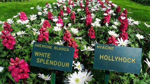Blanda White Splendour, Anemone Bulbs, - Caribbeangardenseed
