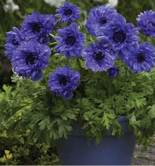 ANEMONE double blue 'Lord Lieutenant' - Caribbeangardenseed