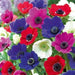Anemone Bulbs - Mixed colors of pink, purple, white, fuchsia and red. - Caribbeangardenseed