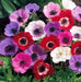 Anemone Bulbs - Mixed colors of pink, purple, white, fuchsia and red. - Caribbeangardenseed