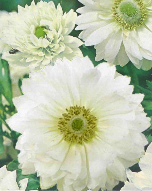 Anemone Bulbs - white, Mount Everest Anemone coronaria - Very Hardy Perennial - Caribbeangardenseed