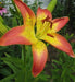 Asiatic Lily LINDA, (5 bulbs) real thriller in the garden .Perennial - Caribbeangardenseed