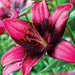 Asiatic Lily Purple Eye (5 bulbs) real thriller in the garden .Perennial - Caribbeangardenseed