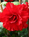 Begonia ROSE FORM Red ( 3 Bulbs) Fragrant BLOOM - Caribbeangardenseed