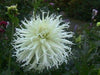 Cactus dahlia "tsuki yori no shisha" ( 2 Tuber/Plant ) Giant Flowers,Great Cut Flower - Caribbeangardenseed