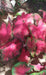 Caladium Fancy leaf Scarlet Beauty (Bulbs) tropical foliage plants - Caribbeangardenseed