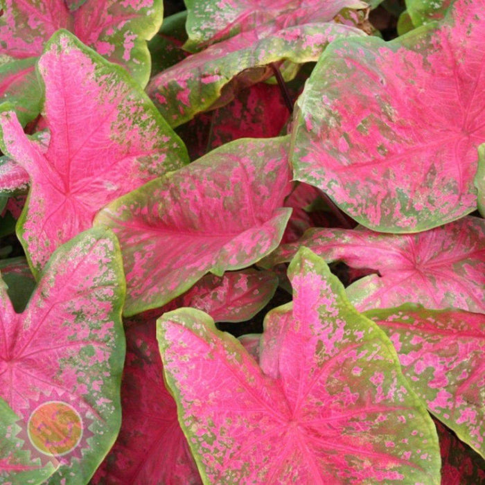 Caladium Fancy leaf Scarlet Beauty (Bulbs) tropical foliage plants - Caribbeangardenseed
