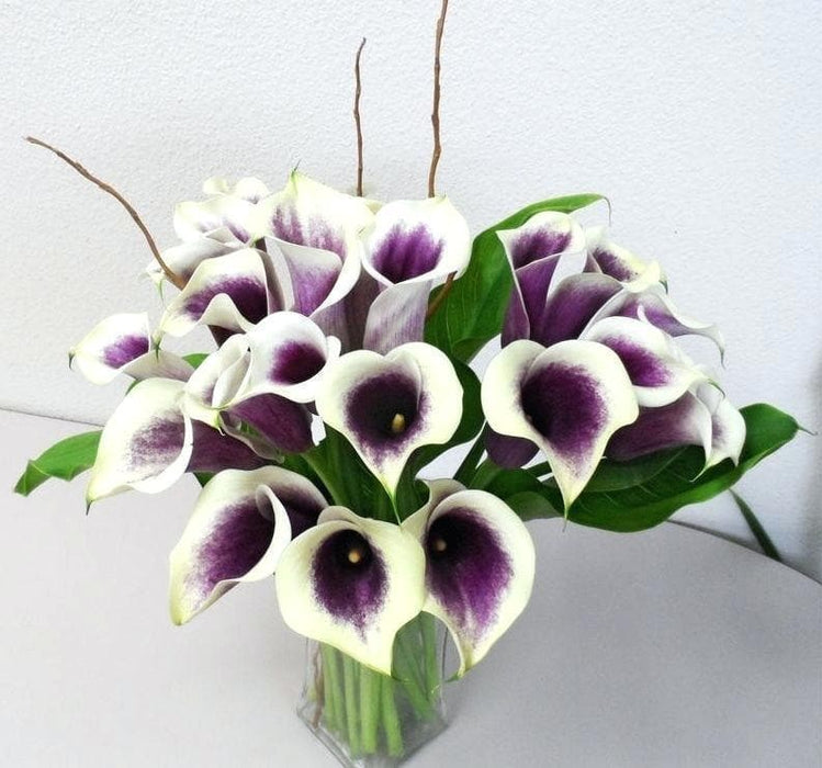 Calla Lily Picasso (2 bulbs ) Exelent for Pots and Planters - Caribbeangardenseed