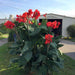 Red Futurity Flowering Dwarf Canna Lily Roots/bulbs/rhizomes, - Caribbeangardenseed