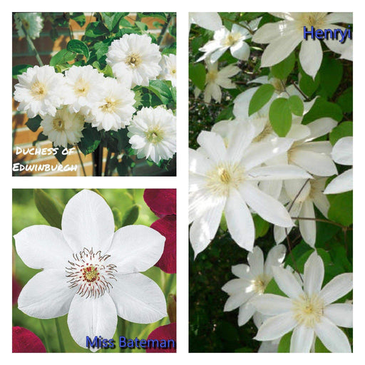Clematis Elegant White Mix , Early, Large-flowered Vine, - Caribbeangardenseed