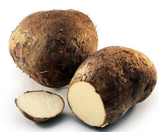 Costa Rican White Yam or Name root, CARIBBEAN ROOT VEGETABLE - Caribbeangardenseed