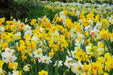 Daffodil Naturalizing MIXTURE - Caribbeangardenseed