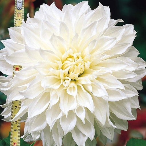 DAHLIA, DINNER PLATE WHITE PERFECTION( 2 Tuber ) Great Cut Flowers , Perennial ! - Caribbeangardenseed