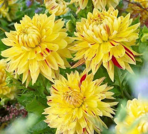 DAHLIA DINNERPLATE) 'Cambridge'( 2 Tuber ) Great Cut Flowers , Perennial ! - Caribbeangardenseed