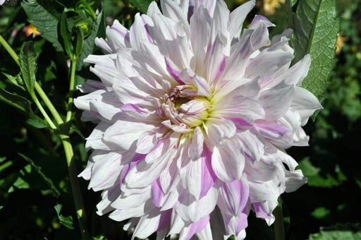 DAHLIA DINNERPLATE) Moms Special ( 2 Tuber ) Great Cut Flowers , Perennial ! - Caribbeangardenseed