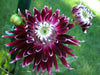 DAHLIA DINNERPLATE Vancouver( 1 Tuber ) Great Cut Flowers , Perennial ! - Caribbeangardenseed