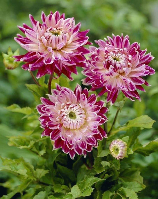 DAHLIA DINNERPLATE Vancouver( 1 Tuber ) Great Cut Flowers , Perennial ! - Caribbeangardenseed