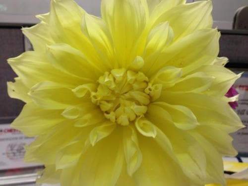 Dahlia Kelvin Floodligh ( 2 Tuber) Giant Flowers, Great Cut Flowers - Caribbeangardenseed