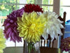 Dahlia Kelvin Floodligh ( 2 Tuber) Giant Flowers, Great Cut Flowers - Caribbeangardenseed