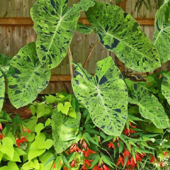 Elephant Ear Colocasia 'Mojito'Bulb - Give your garden a tropical look this year, - Caribbeangardenseed