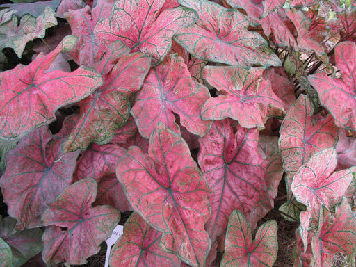 Fancy-leaf Caladium Bulbs ('Thomas Tomlinson) aka tom tom - Caribbeangardenseed